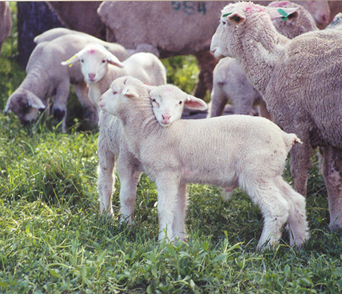 Baby Lambs