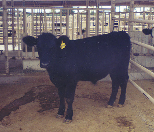 Steer