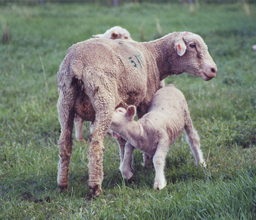 Ewe Lamb