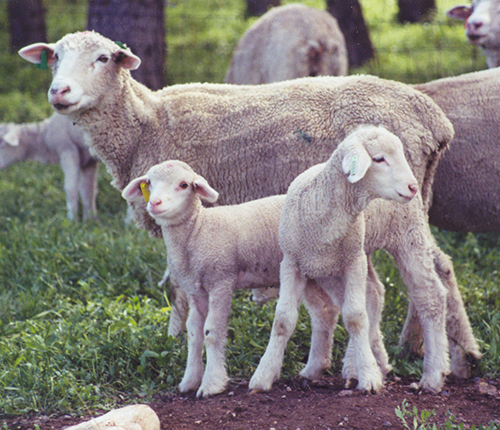 Two Ewe Lambs